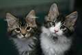 More than one in 10 cats have separation-related problems – study