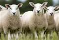 Three sheep killed in dog attack