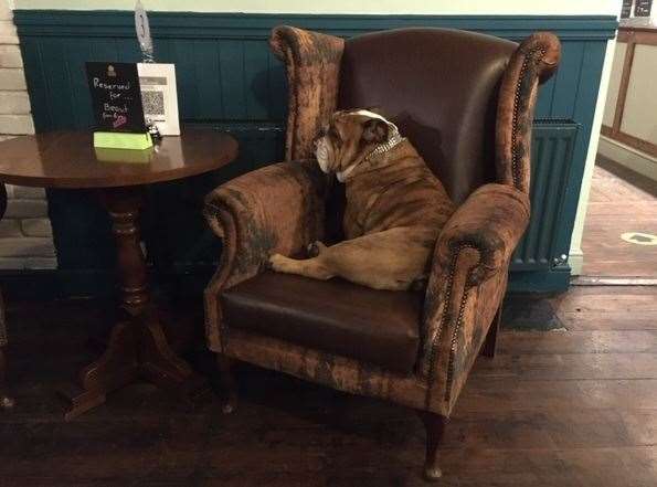 Bulldog #2, I didn’t catch the name, made a beeline for the wing chair, it’s clearly his favourite spot