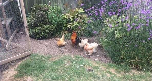 I’m not sure about the pecking order but the chickens in the back garden looked contented enough and provide plenty of eggs for sale at the bar