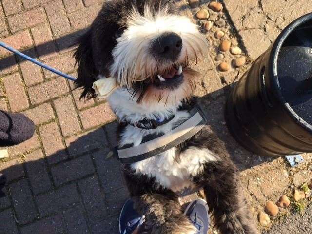 Let me introduce you to Harpo, the Tibetan Terrier. Believe it or not, this is a short haircut for him