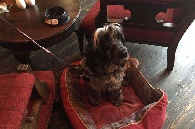 This is Lexie, apparently she’s a show cocker spaniel, who was lucky enough to get her bed placed just in front of the fire