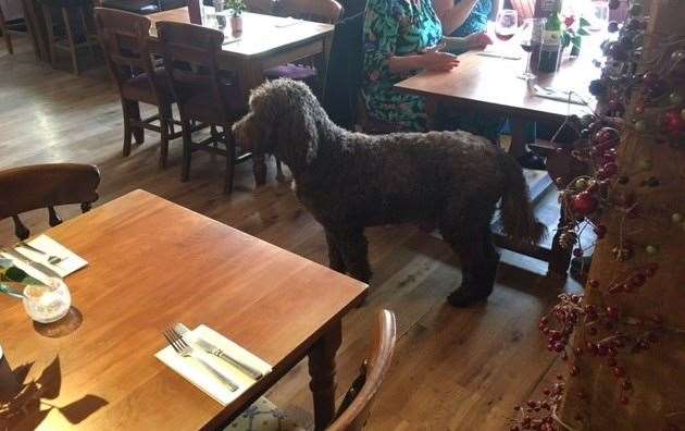 Oscar might be the older top pub dog but he’s still a fraction smaller than his puppy buddy Maximus. A truly dog-friendly pub – note to self, I could bring the SD hound next time.