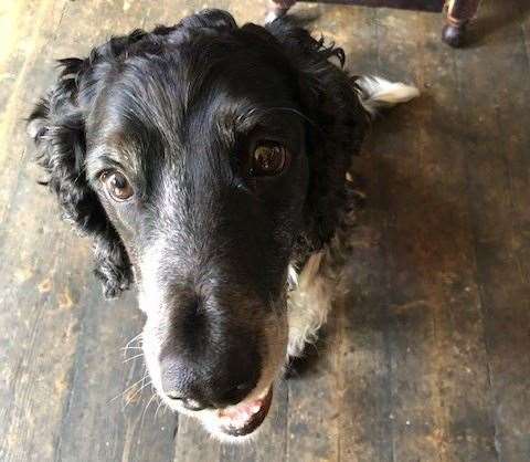 Who’s a good boy? Jasper the pub dog was very attentive when snacks were around. To be fair he was brilliant the rest of the time too – until he heard a rustle of a packet in the lower bar