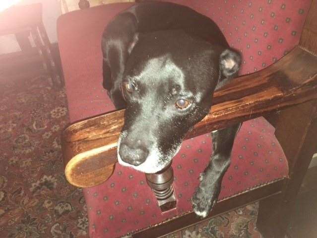 Don’t be in any doubt who is ‘King of The Jungle’ here – pub dog Jasper (half staffie, half Labrador) is a firm favourite with locals